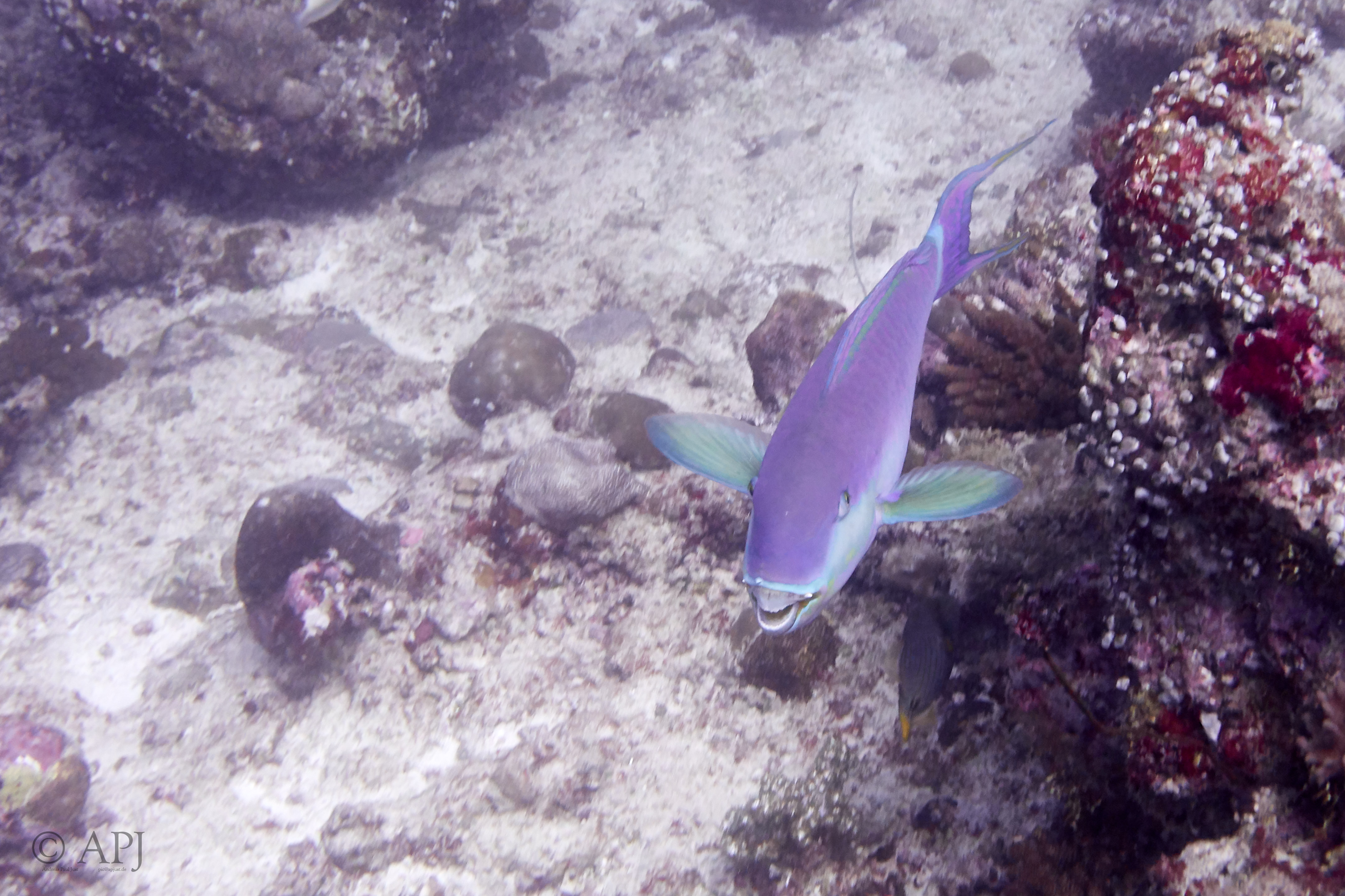 000397 14 08 17  Canon PowerShot G7 X Mark II   Malediven2017